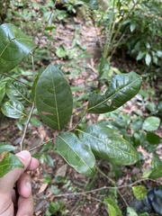 Nectandra patens