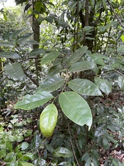 Nectandra patens