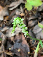 Platanthera ephemerantha