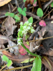 Platanthera ephemerantha
