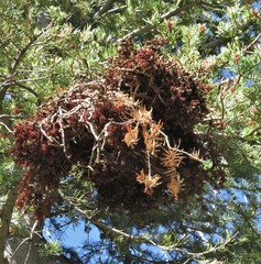 Arceuthobium douglasii