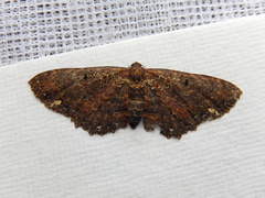 Eccymatoge fulvida