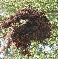 Arceuthobium douglasii