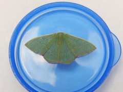 Prasinocyma semicrocea