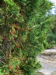 Juniperus maritima