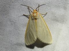 Pygarctia abdominalis