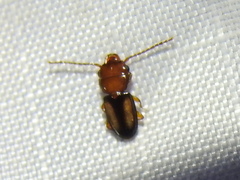 Laemophloeus terminalis