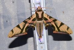 Batocnema coquerelii