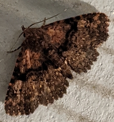 Metalectra quadrisignata