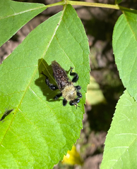Laphria flavicollis