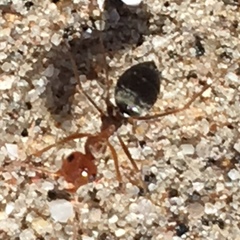 Myrmecocystus