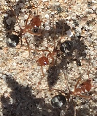 Myrmecocystus