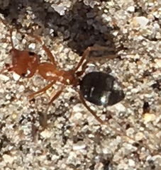 Myrmecocystus