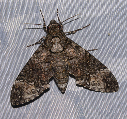 Coelonia solani