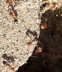 Myrmecocystus