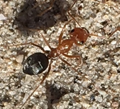 Myrmecocystus