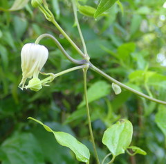 Clematis crispa