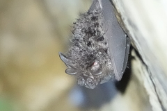 Rhinolophus formosae