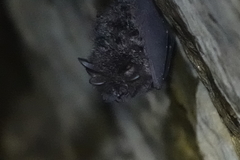 Rhinolophus formosae