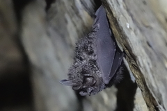 Rhinolophus formosae