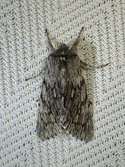 Brachionycha borealis