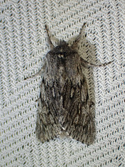 Brachionycha borealis