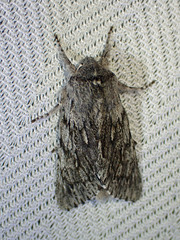 Brachionycha borealis