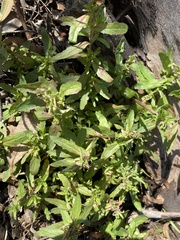 Epilobium hirtigerum