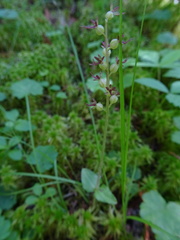 Media resource of Neottia cordata