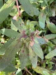 Epilobium hirtigerum