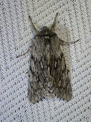 Brachionycha borealis