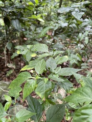 Capsicum annuum glabriusculum
