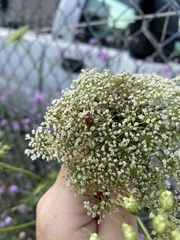 Hippodamia variegata
