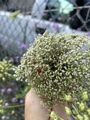 Hippodamia variegata