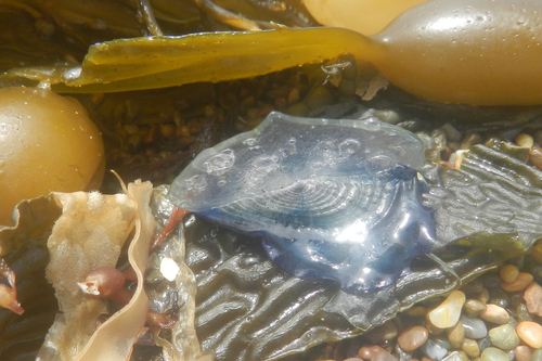 photo of By-the-wind Sailor (Velella velella)