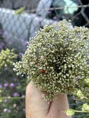 Hippodamia variegata