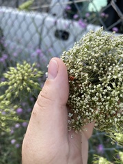 Hippodamia variegata