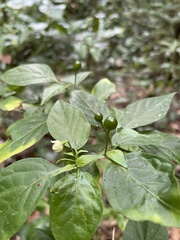 Capsicum annuum glabriusculum