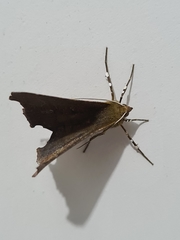 Lepidoptera