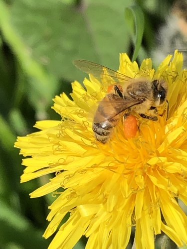 photo of Western Honey Bee (Apis mellifera)