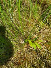 Eriophorum chamissonis