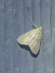 Glaphyria sesquistrialis