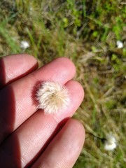 Eriophorum chamissonis