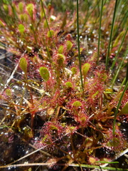 Drosera