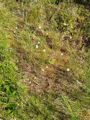 Eriophorum chamissonis