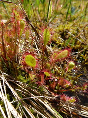 Drosera