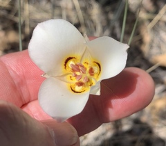 Calochortus nuttallii