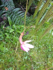 Passiflora tenerifensis