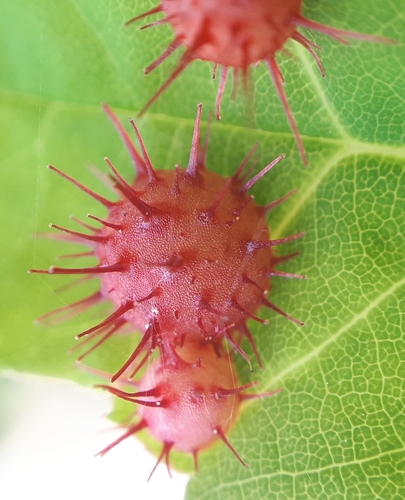 Spiny Leaf Gall Wasp