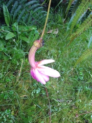 Passiflora tenerifensis